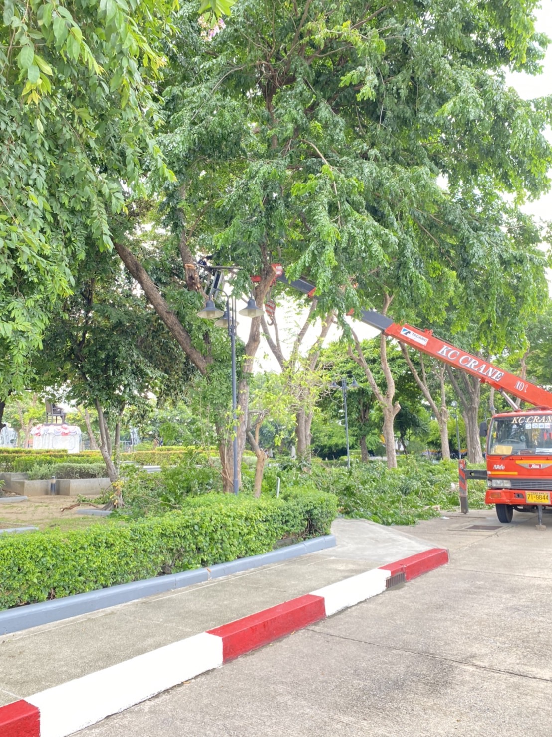 ตัดแต่งต้นไม้ กรมโยธาธิการและผังเมือง พระราม 6