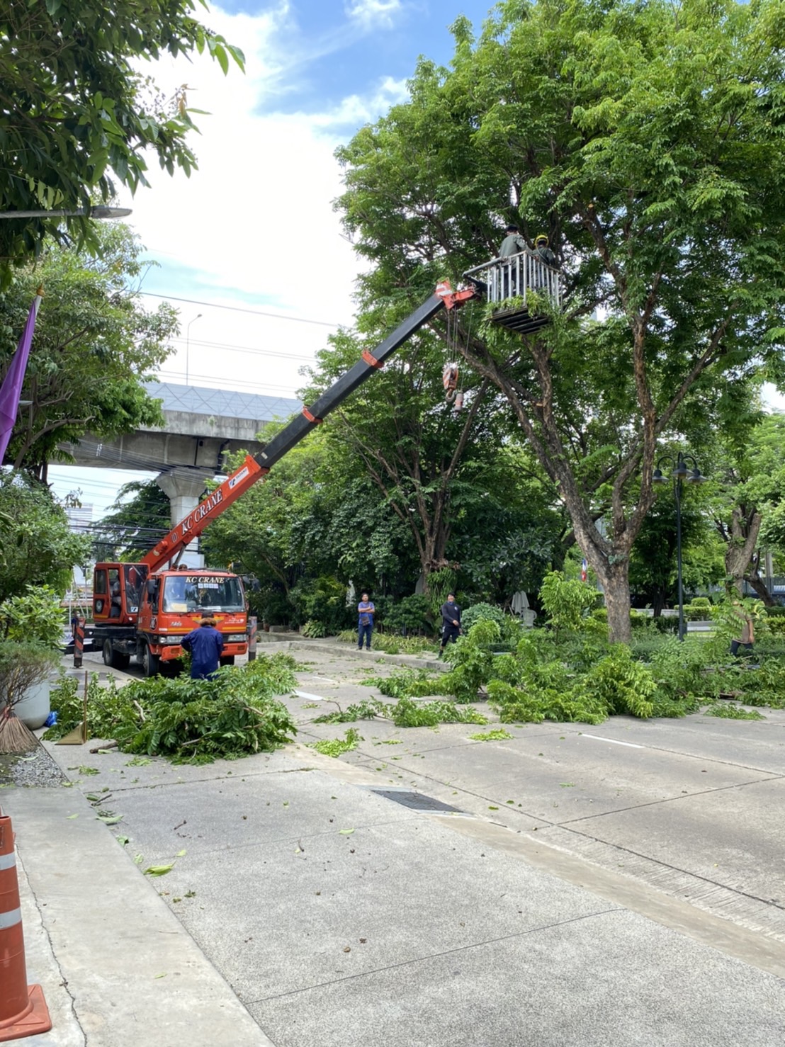 ตัดแต่งต้นไทรและต้นโพธิ์ บีเฮาส์ ลาดพร้าววังหิน