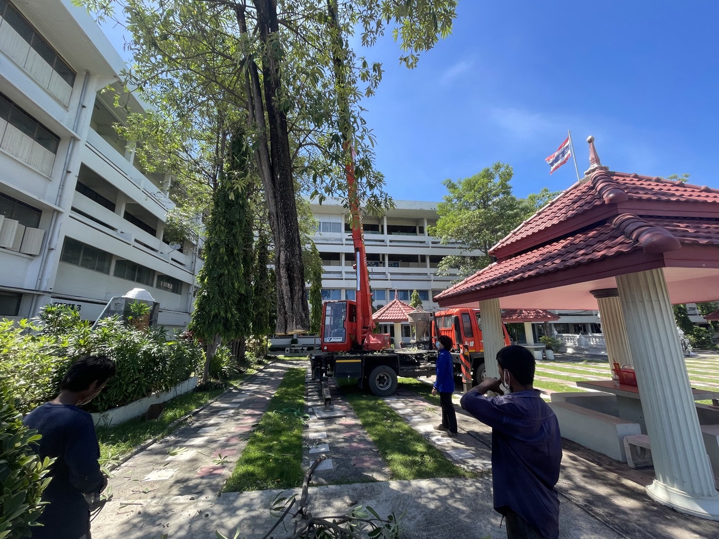 งานตัดโค่นต้นพญาสัตบรรณ วิทยาลัยเทคนิคดอนเมือง