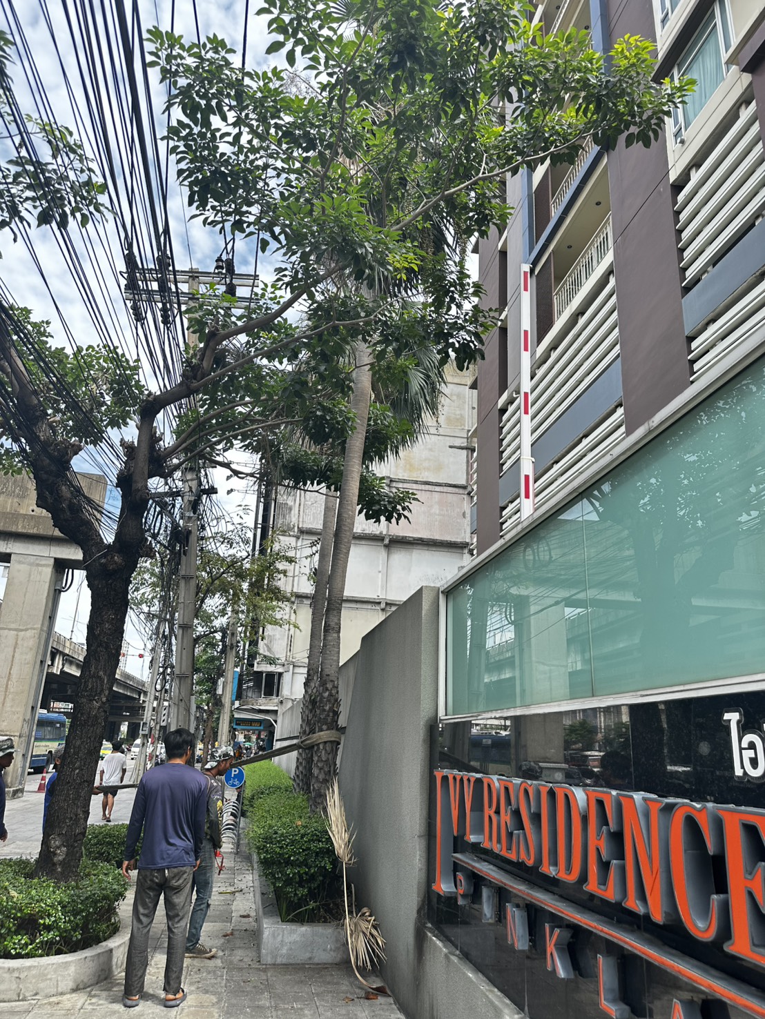ผลงานตัดโค่นต้นปาล์ม คอนโด Ivy Residence
