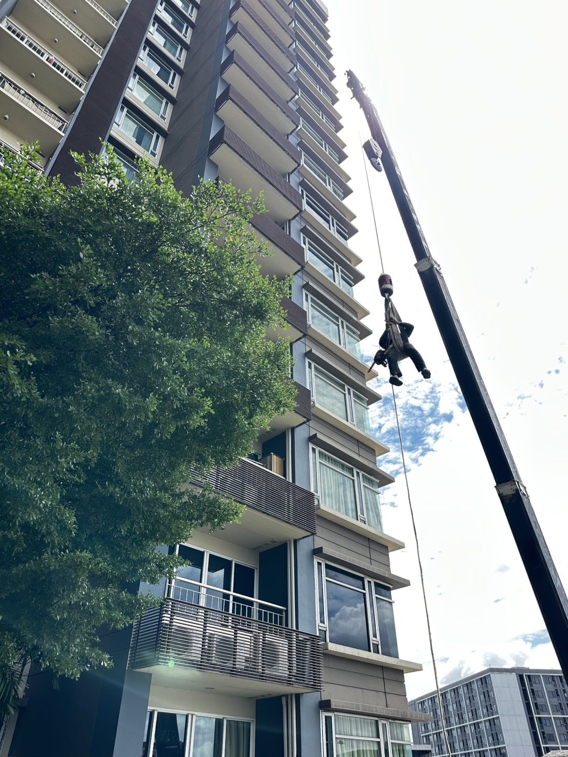 ผลงานตัดแต่งต้นไม้ใหญ่ คอนโด Ivy Residence
