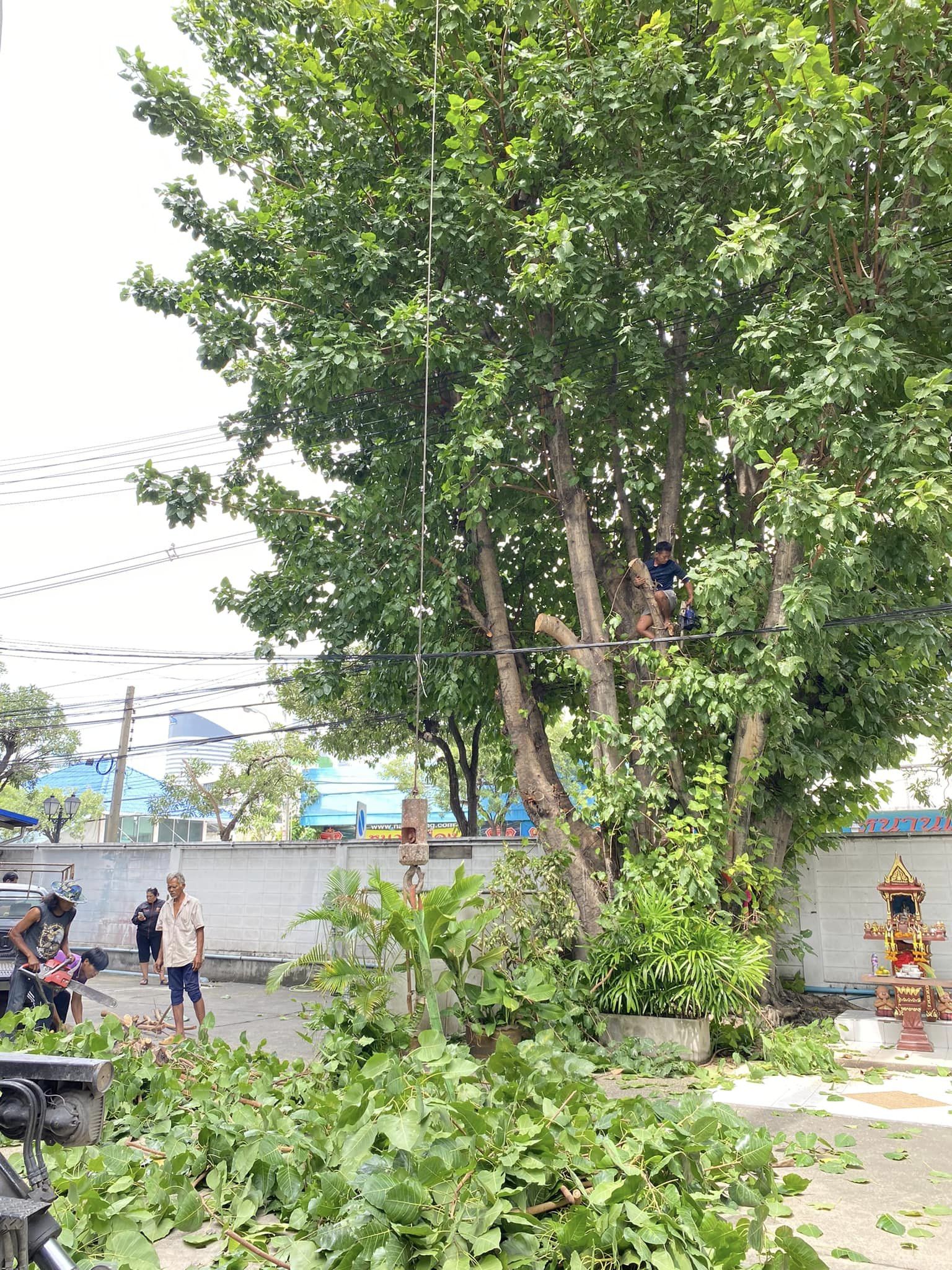งานตัดแต่งต้นไม้ใหญ่ กรมโยธาธิการและผังเมือง พระราม 9